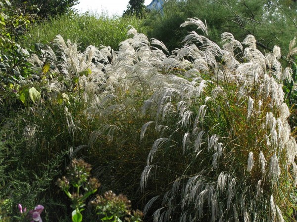 Garten-Chinaschilf – Miscanthus sinensis ´Kleine Fontäne`